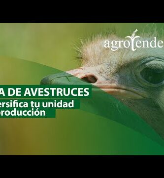 Productos de avestruz: calidad y variedad en nuestra tienda online