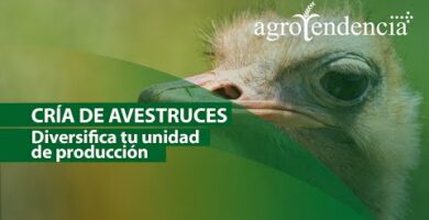 Productos de avestruz: calidad y variedad en nuestra tienda online