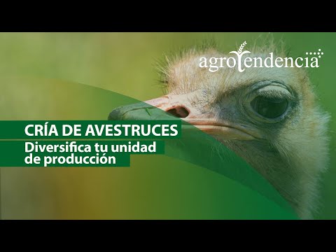 Productos de avestruz: calidad y variedad en nuestra tienda online