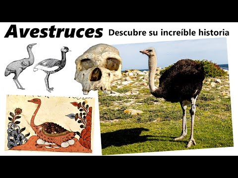 Avestruz Azul: Descubre la belleza y rareza de esta especie única