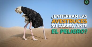 Descubre por qué las avestruces meten la cabeza en la tierra