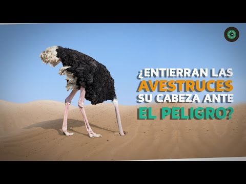 Descubre por qué las avestruces meten la cabeza en la tierra