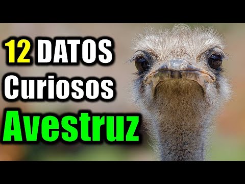 Descubre los beneficios del avestruz huevo: Todo lo que necesitas saber