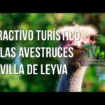 Descubre las maravillas de las avestruces en La Villa