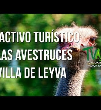 Descubre las maravillas de las avestruces en La Villa