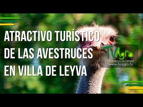 Descubre las maravillas de las avestruces en La Villa