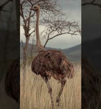 Descubre las avestruces pequeñas: una fascinante especie de aves