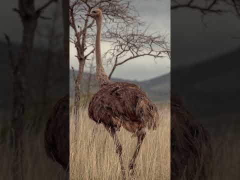 Descubre las avestruces pequeñas: una fascinante especie de aves