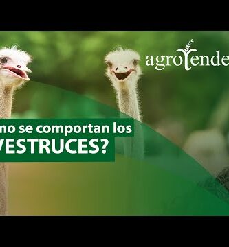 Descubre las mejores razas de avestruces para la cría y la producción