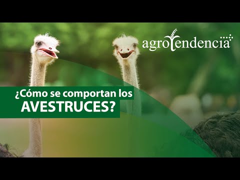 Descubre las mejores razas de avestruces para la cría y la producción