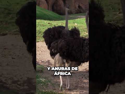 Fotos de avestruces: Descubre la majestuosidad de estas impresionantes aves