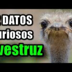 Descubre el fascinante mundo de los avestruces en este video