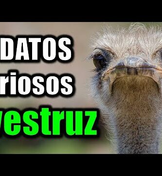 Duración de vida de las avestruces: ¿Cuánto tiempo viven estas aves impresionantes?