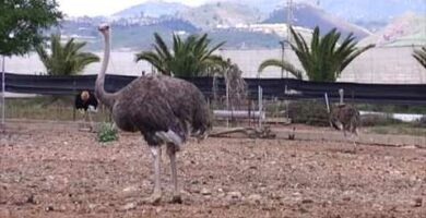 Granja de avestruces en Valladolid: una experiencia única en la naturaleza