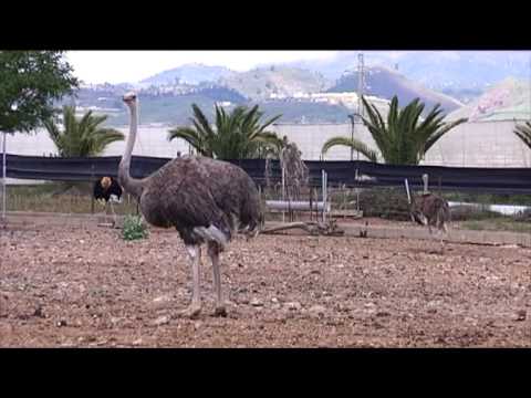 Granja de avestruces en Valladolid: una experiencia única en la naturaleza