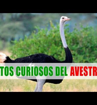 Descubre todo sobre la familia de las avestruces: características, hábitat y curiosidades