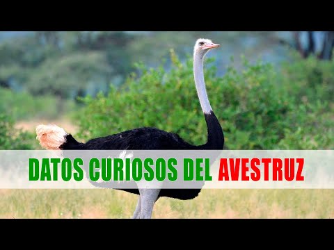 Descubre todo sobre la familia de las avestruces: características, hábitat y curiosidades