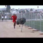 Carrera de avestruces: el juego más divertido y emocionante