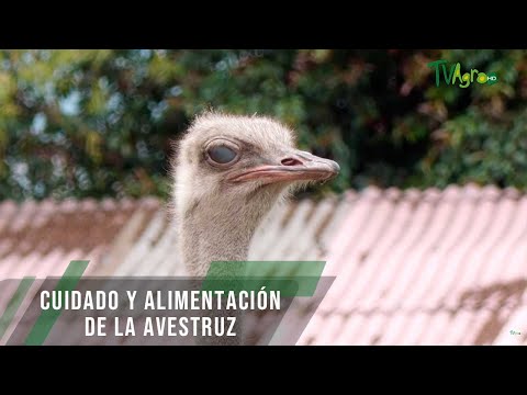 Guía de crianza de avestruces: consejos y recomendaciones