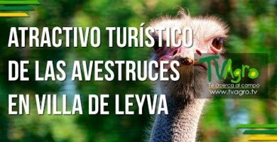 Granja avestruces Villa de Leyva: precios y encanto de la experiencia