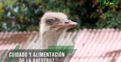 Descubre todo sobre los avestruces: su hábitat, alimentación y curiosidades