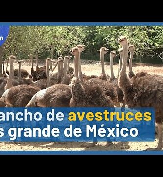 Venta de avestruces en Puebla: ¡Encuentra las mejores opciones!