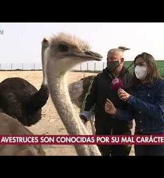 Granja de avestruces en Castilla y León: Descubre la fascinante cría de avestruces en España