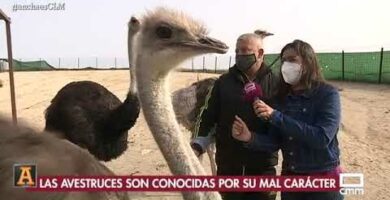 Granja de avestruces en Castilla y León: Descubre la fascinante cría de avestruces en España