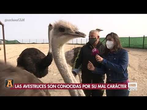 Granja de avestruces en Castilla y León: Descubre la fascinante cría de avestruces en España