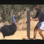 Pelea de avestruces: Descubre la emocionante batalla de estas majestuosas aves