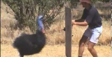 Pelea de avestruces: Descubre la emocionante batalla de estas majestuosas aves