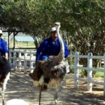 Carrera de avestruces: ¡Sorpréndete con la velocidad de estos majestuosos corredores!