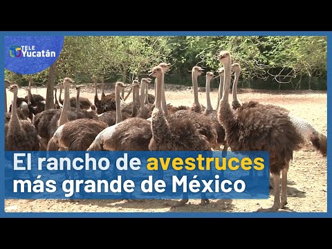 Granja de avestruces en Cantabria: descubre el fascinante mundo de estas aves