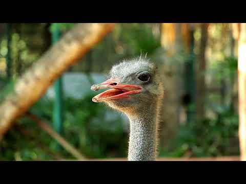 Documental de avestruces: Descubre la vida salvaje de estas magníficas aves