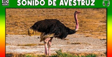 Descubre el sorprendente sonido de los avestruces