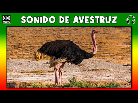 Descubre el sorprendente sonido de los avestruces