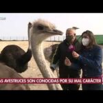 Granjas de avestruces en Andalucía: Descubre el fascinante mundo de estas majestuosas aves