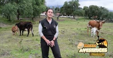 Granja de avestruces en La Rioja: Descubre la belleza y singularidad de estos majestuosos animales