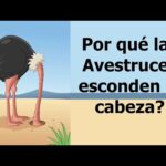 Descubre por qué las avestruces esconden la cabeza en el suelo