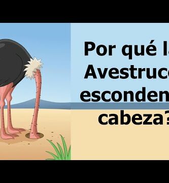 Descubre por qué las avestruces esconden la cabeza en el suelo