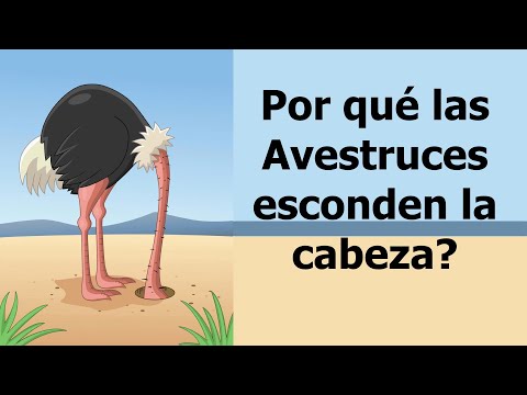 Descubre por qué las avestruces esconden la cabeza en el suelo