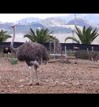 Descubre la fascinante granja de avestruz: una experiencia única