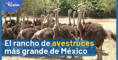 Venta de avestruces en Jalisco: ¡Encuentra tus aves exóticas en nuestra tienda!