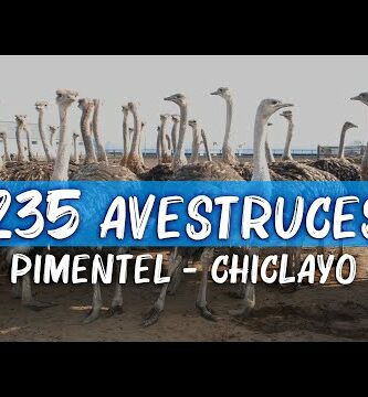 Criadero de avestruces en Chiclayo: Descubre la crianza de estas majestuosas aves