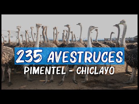 Criadero de avestruces en Chiclayo: Descubre la crianza de estas majestuosas aves